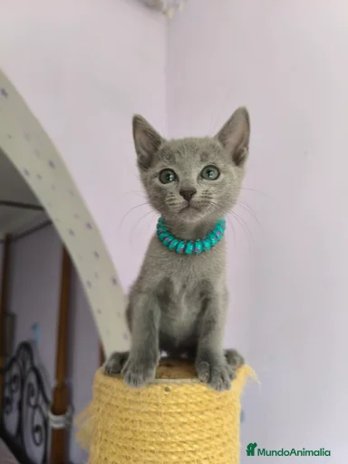 Imagen de galería {{count}}