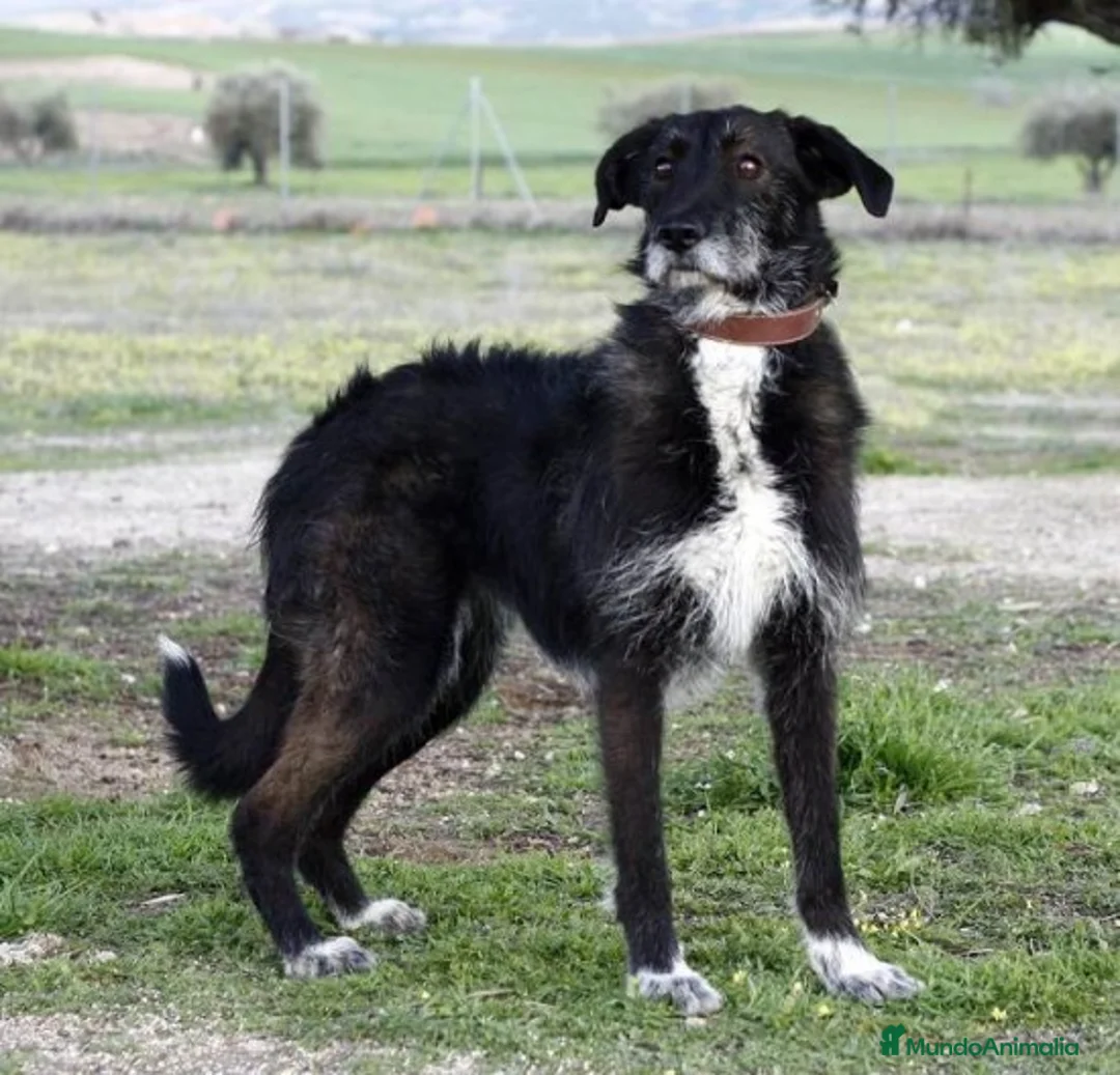 Raza Mixta perros en adopcion: YUNI, PERRITA MEDIANA, ADOPCIÓN en Madrid - Anuncio 5