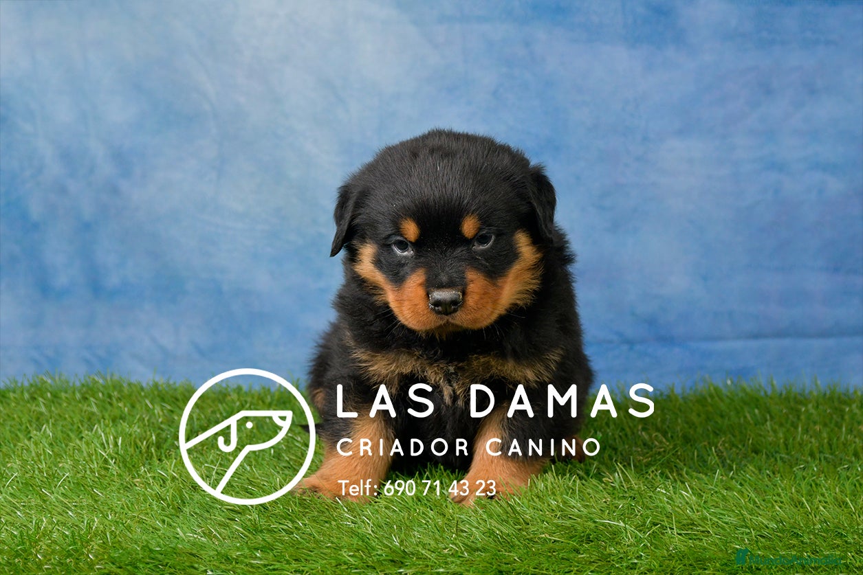 Rottweiler perros CACHORROS DE ROTTWEILER - Anuncio 2