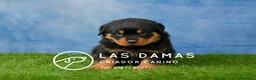 Rottweiler perros en venta: CACHORROS DE ROTTWEILER - Anuncio 1