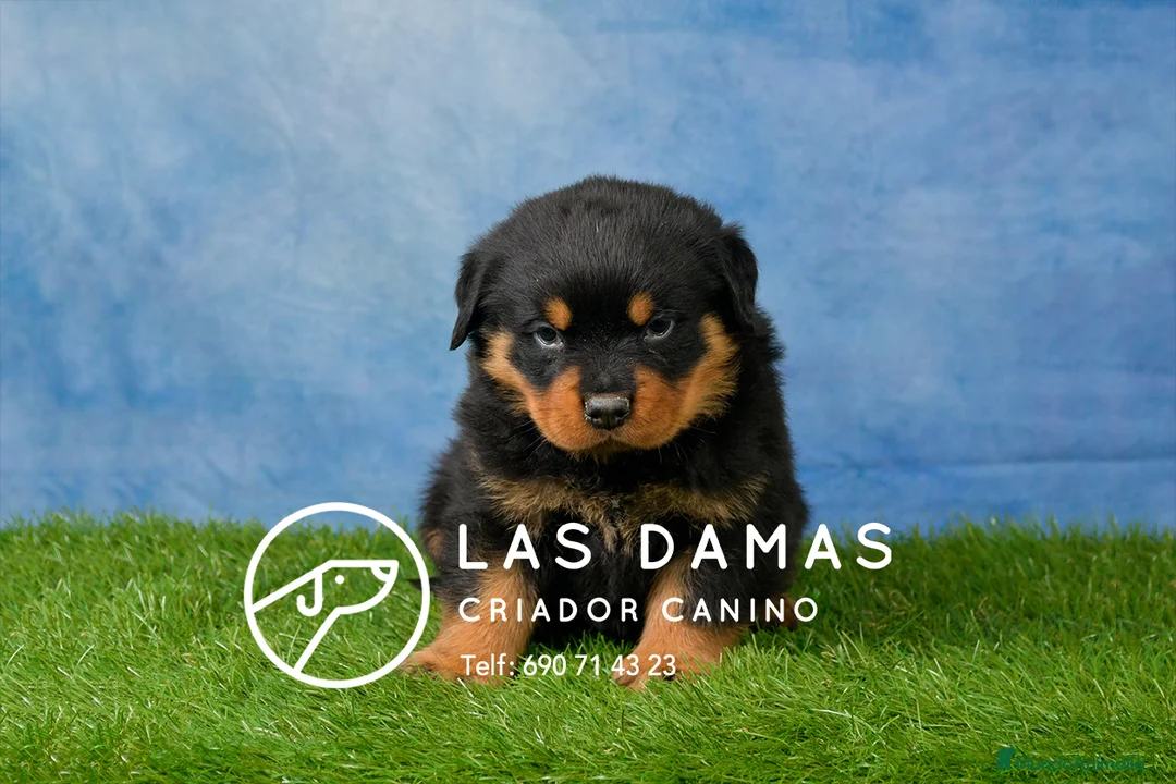 Rottweiler perros en venta: CACHORROS DE ROTTWEILER - Anuncio 1