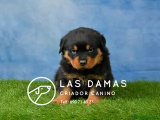 Rottweiler perros CACHORROS DE ROTTWEILER - Anuncio 1