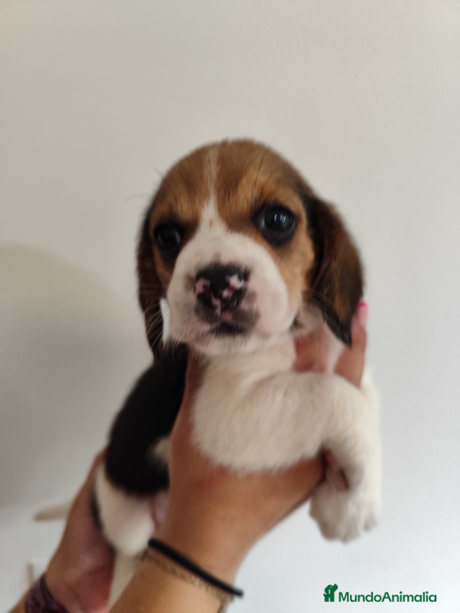 Beagle perros en venta: Beagle 641387649 - Anuncio 3