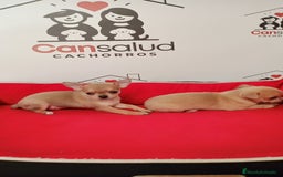 Chihuahua perros en venta: Chihuahua  - Anuncio 4