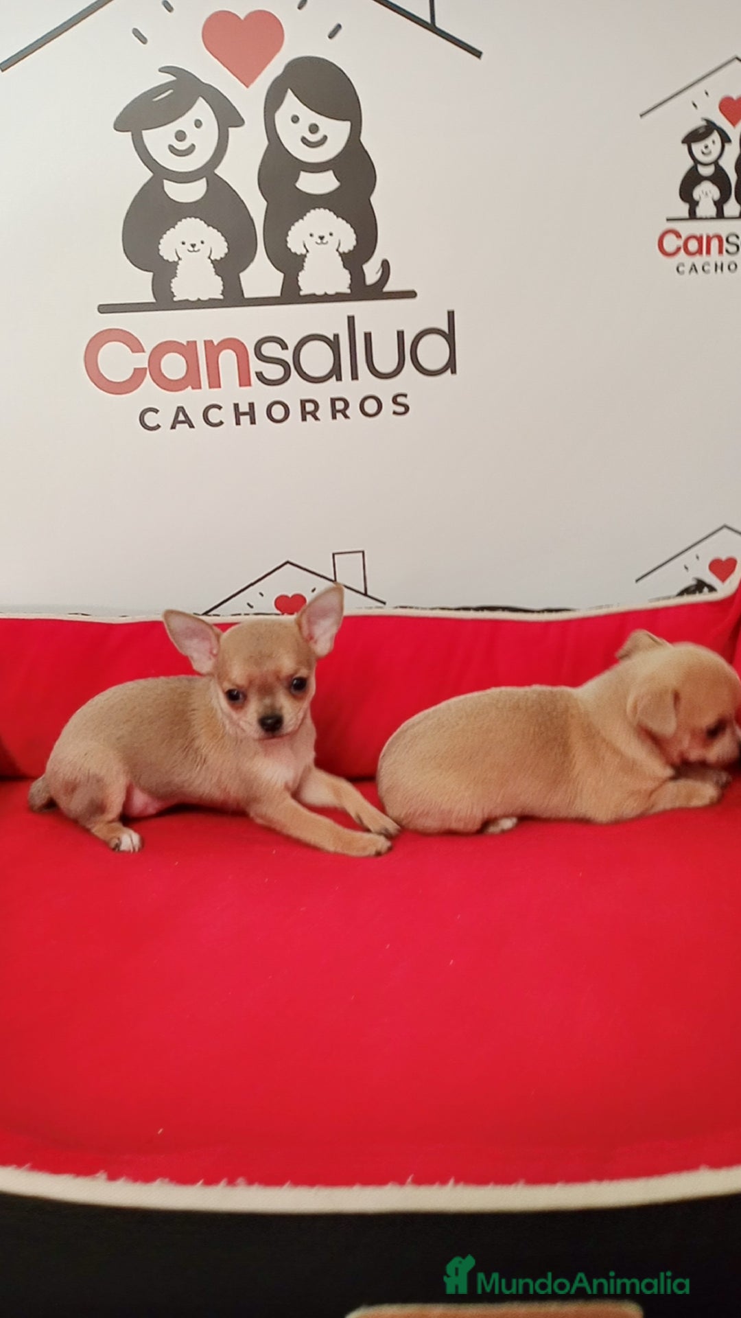 Chihuahua perros en venta: Chihuahua  - Anuncio 4