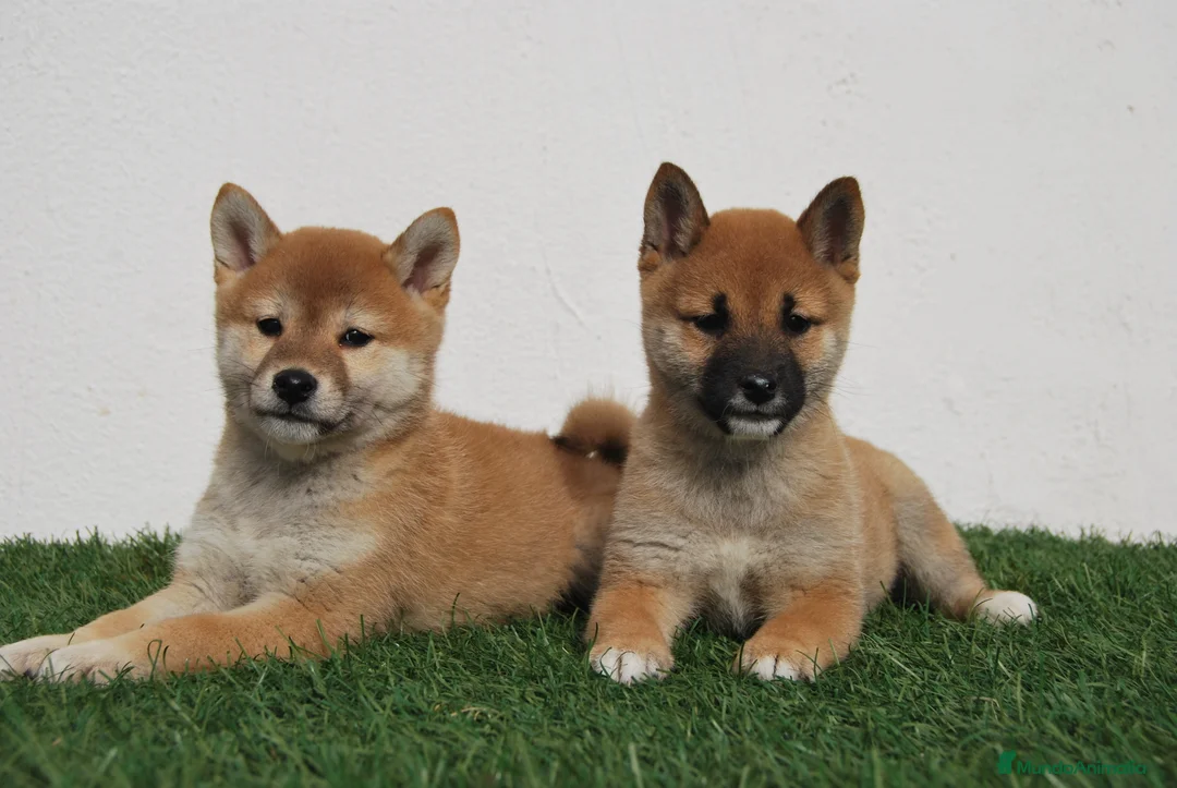 Shiba Inu perros en venta: CACHORROS SHIBA INU en Madrid - Anuncio 2