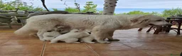Perro de Montaña de los Pirineos perros en adopcion: Cedo cachorros de perro de montaña de los Pirineos - Anuncio 2