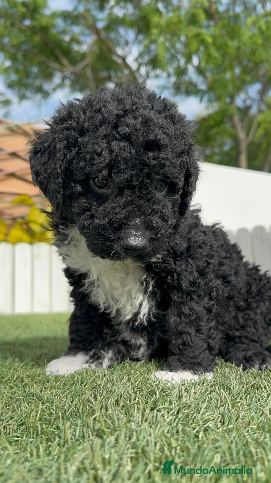 Perro de Agua Español perros en venta: PERRO DE AGUA  - Anuncio 2