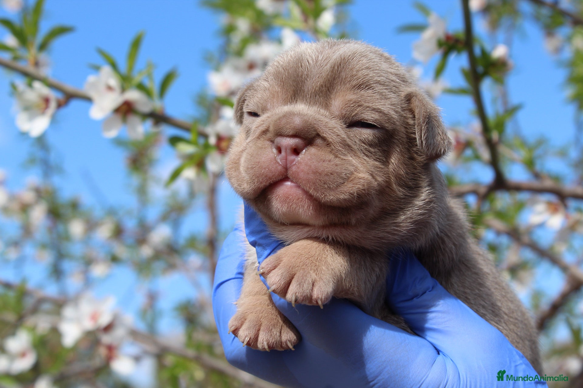 Bulldog Francés perros Bulldog francés exóticos  - Anuncio 1