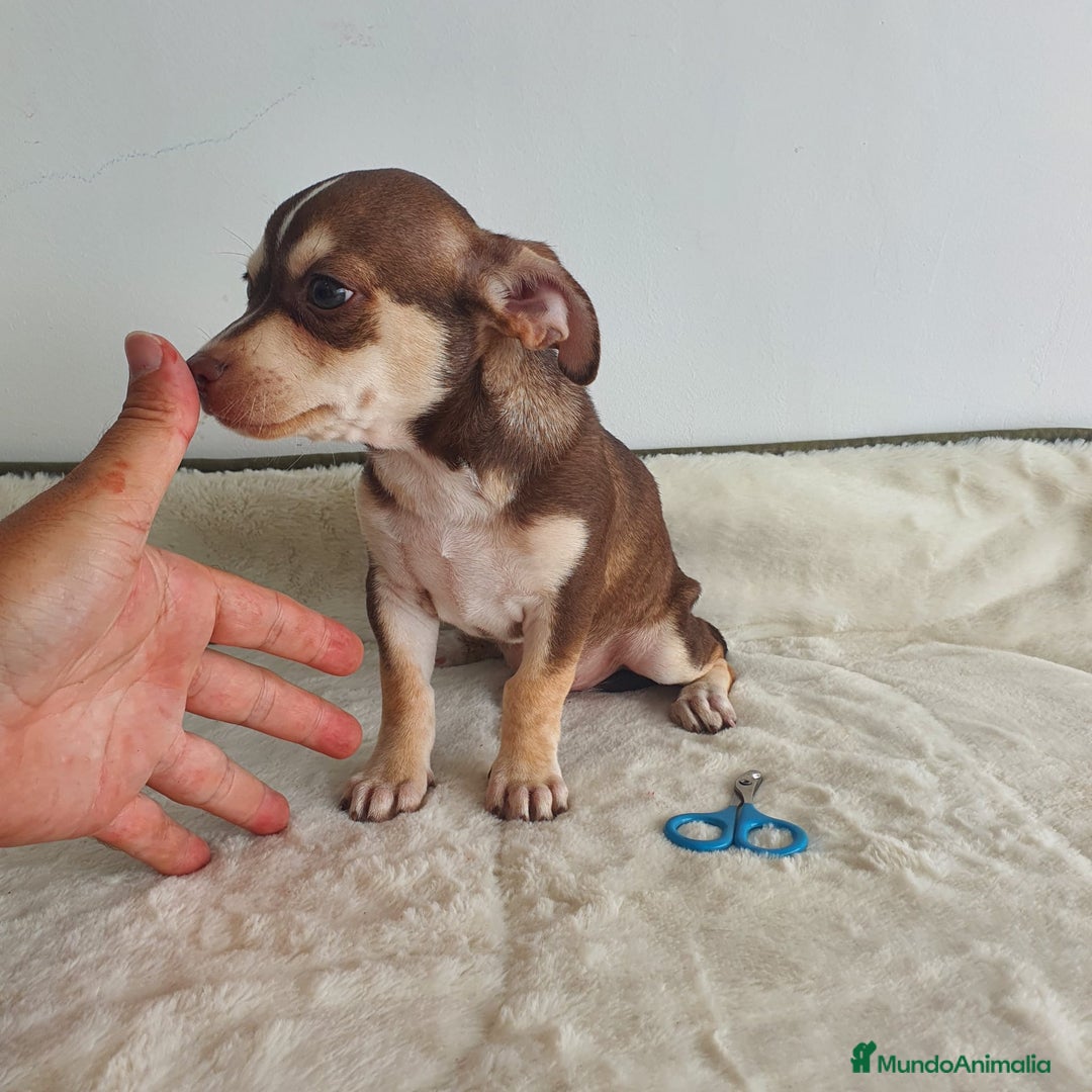 Chihuahua perros en venta: Chihuahua macho bicolor  - Imagen 2