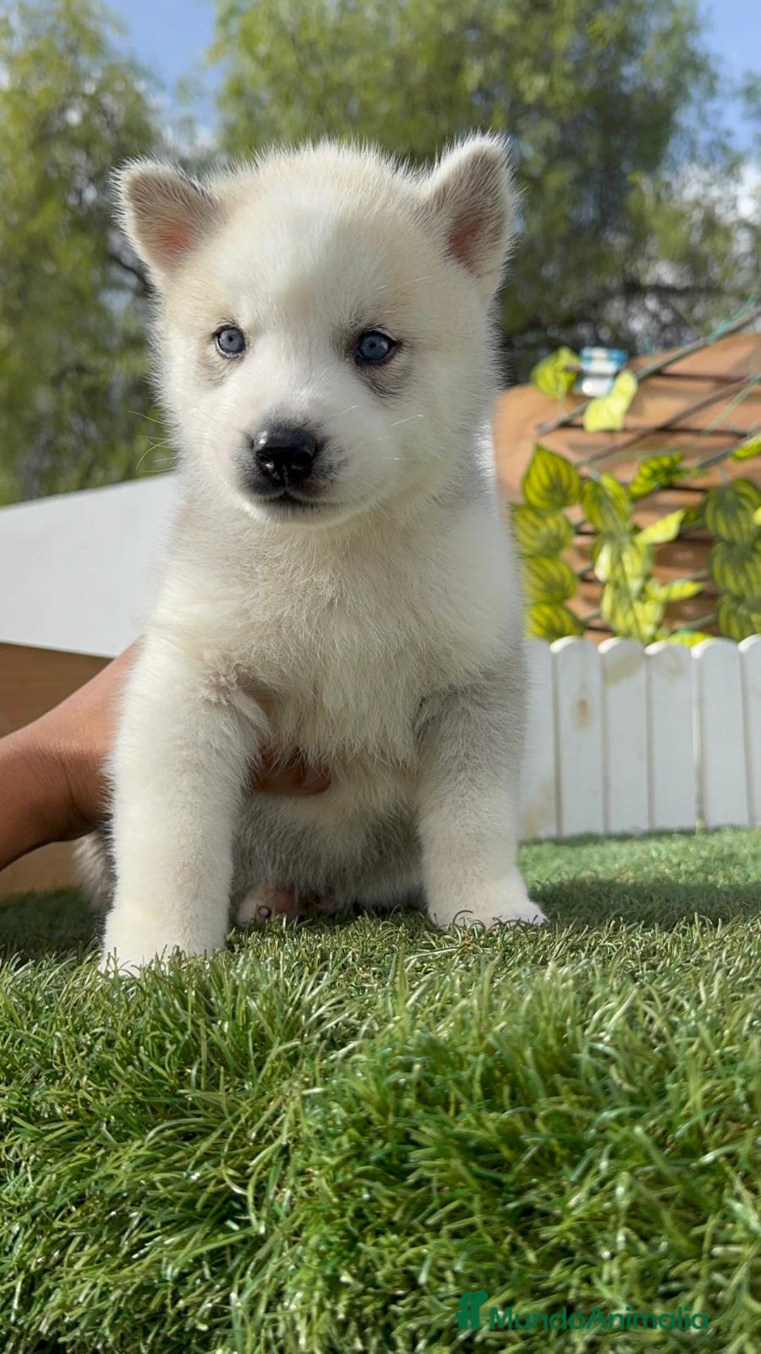 Husky Siberiano perros en venta: HUSKY - Imagen 26