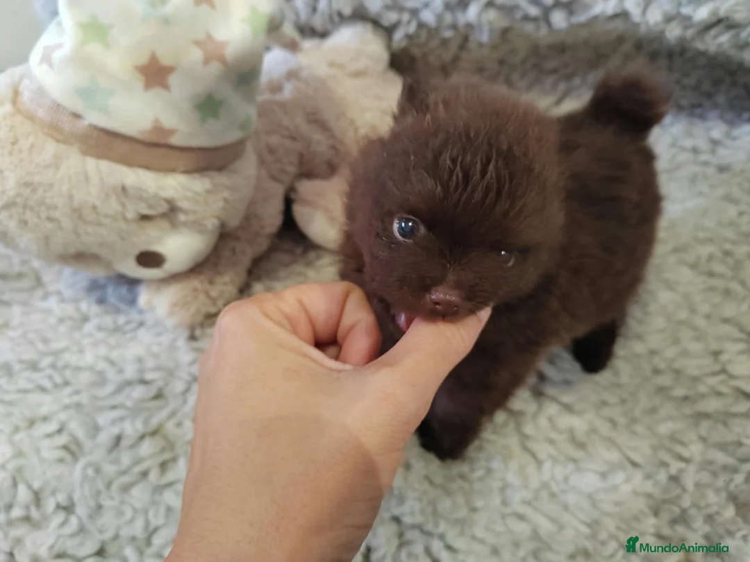 Pomchi perros en venta: Pomchi macho - Anuncio 2