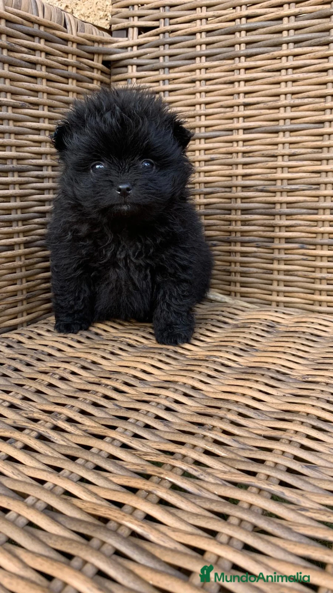 Pomerania perros en venta: Pomerania de capricho en Illes Balears - Anuncio 5