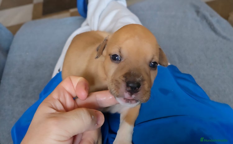 American Staffordshire-Terrier perros - Anuncio 4