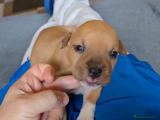 American Staffordshire-Terrier perros - Anuncio 4