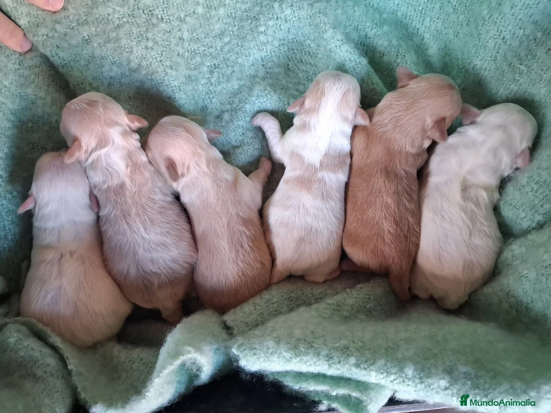 Maltipoo perros en venta: CAMADA DE MALTIPOO - Anuncio 2