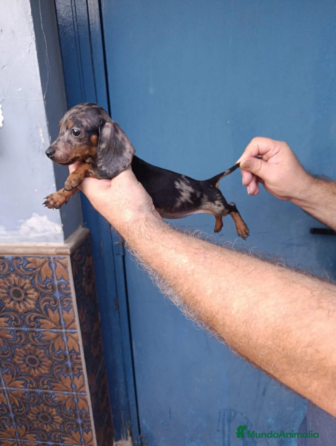 Teckel Miniatura perros en venta: Teckel hembra kanichen  - Anuncio 1