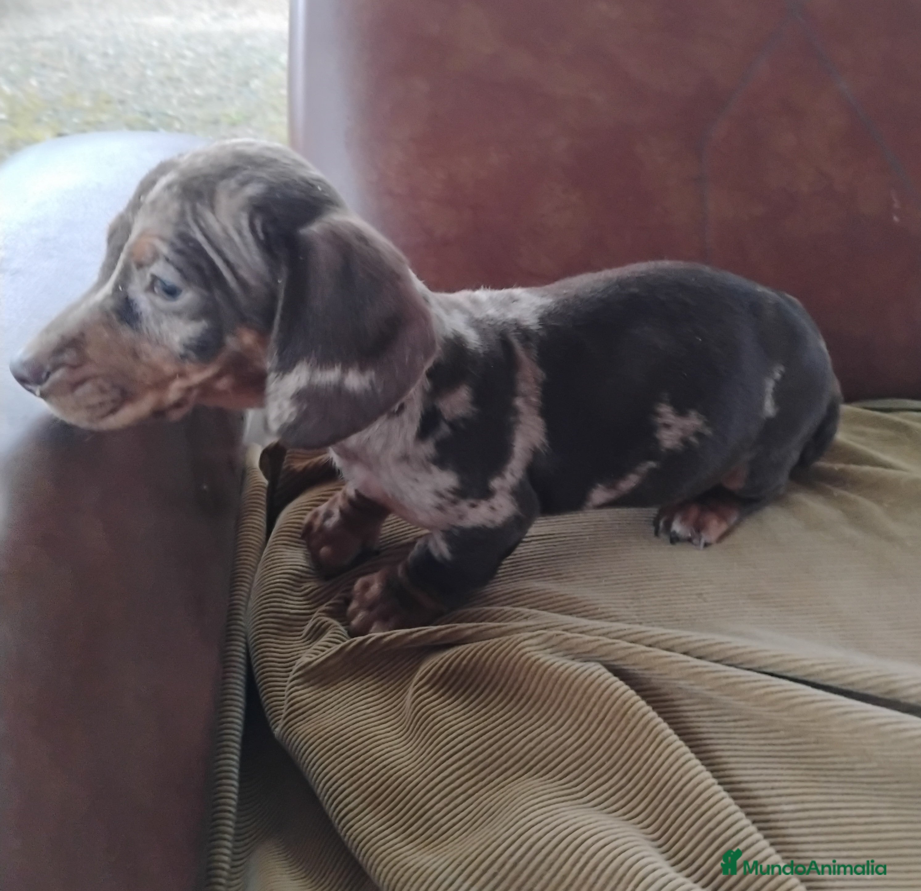Teckel perros Cachorra teckel arlequín chocolate  - Anuncio 1