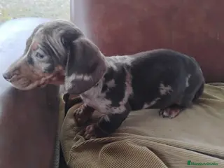 Teckel perros Cachorra teckel arlequín chocolate - Anuncio 1