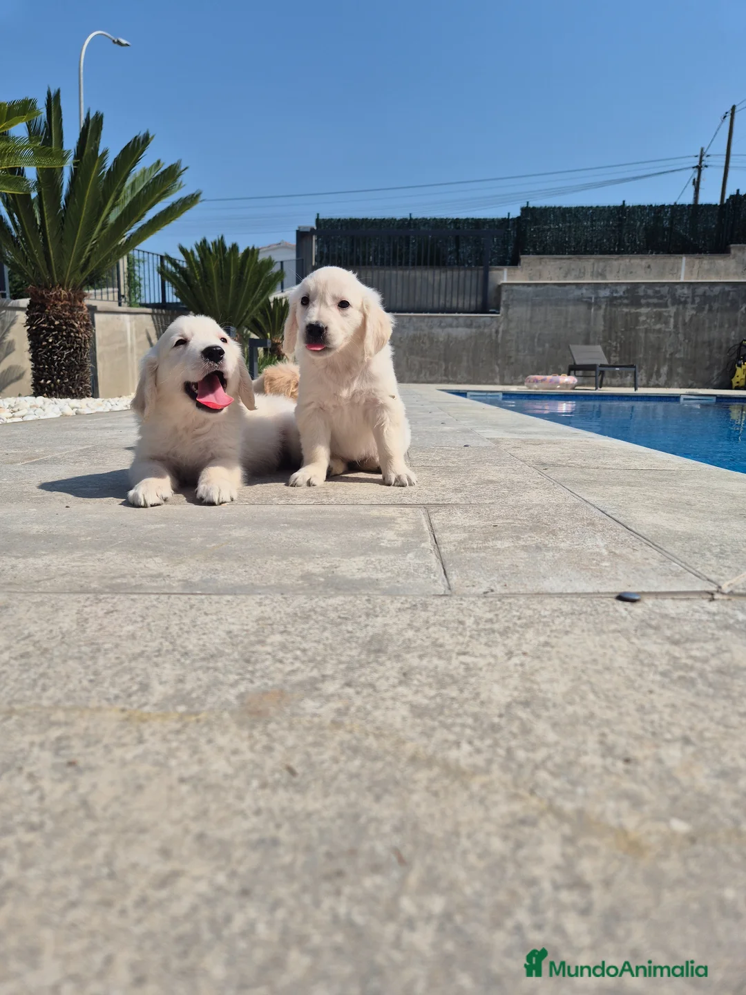 Golden Retriever perros en venta: Golden Retriever impresionantes en Girona - Anuncio 1