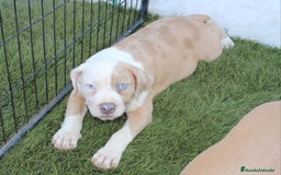 American Pit Bull Terrier perros en venta: American pitbull hembra de pitbull diamante unico  - Imagen 3