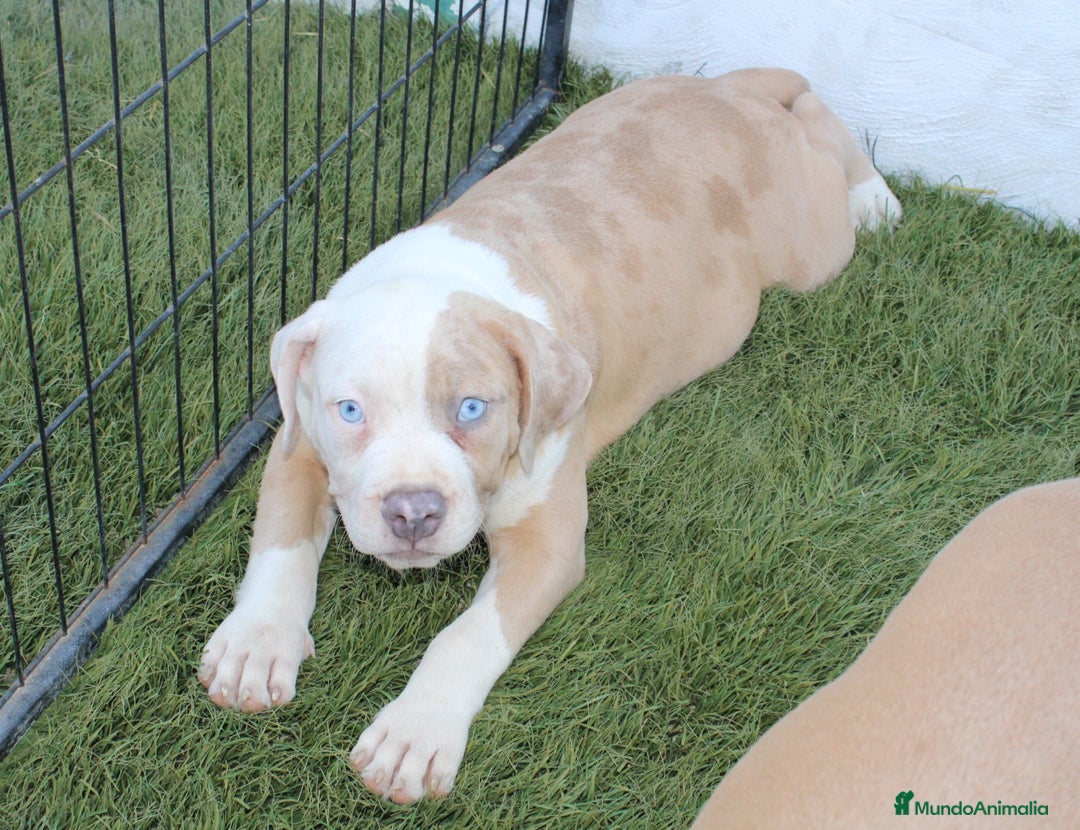 American Pit Bull Terrier perros en venta: American pitbull hembra de pitbull diamante unico  - Imagen 3