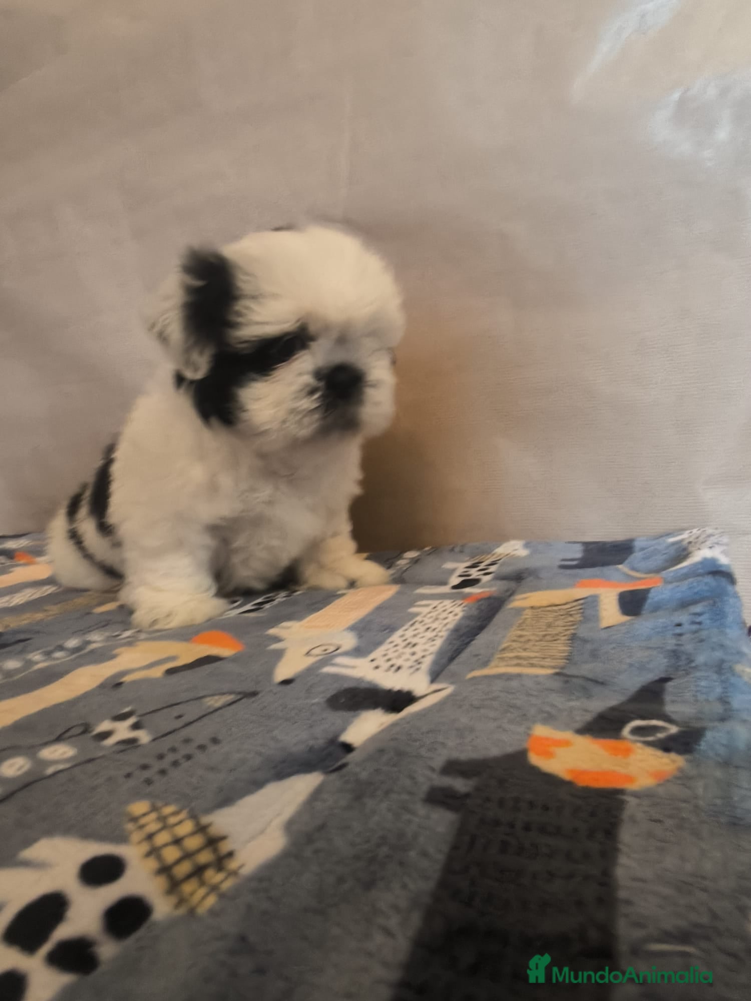 Shih Tzu perros Shit tzu mini - Anuncio 2