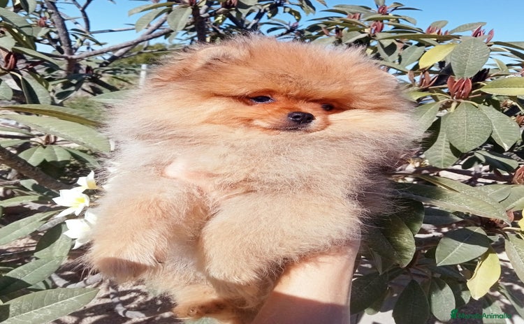 Pomerania perros - Anuncio 17