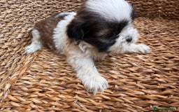 Shih Tzu perros en venta: Shih tzu bicolor - Imagen 10