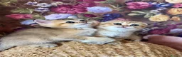 Británico de Pelo Corto gatos en venta: Gatitos British y Scottish Fold  - Anuncio 8