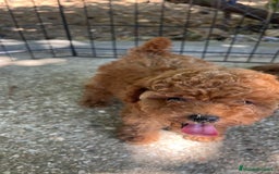 Caniche Toy perros en venta: Caniche toy  - Imagen 11