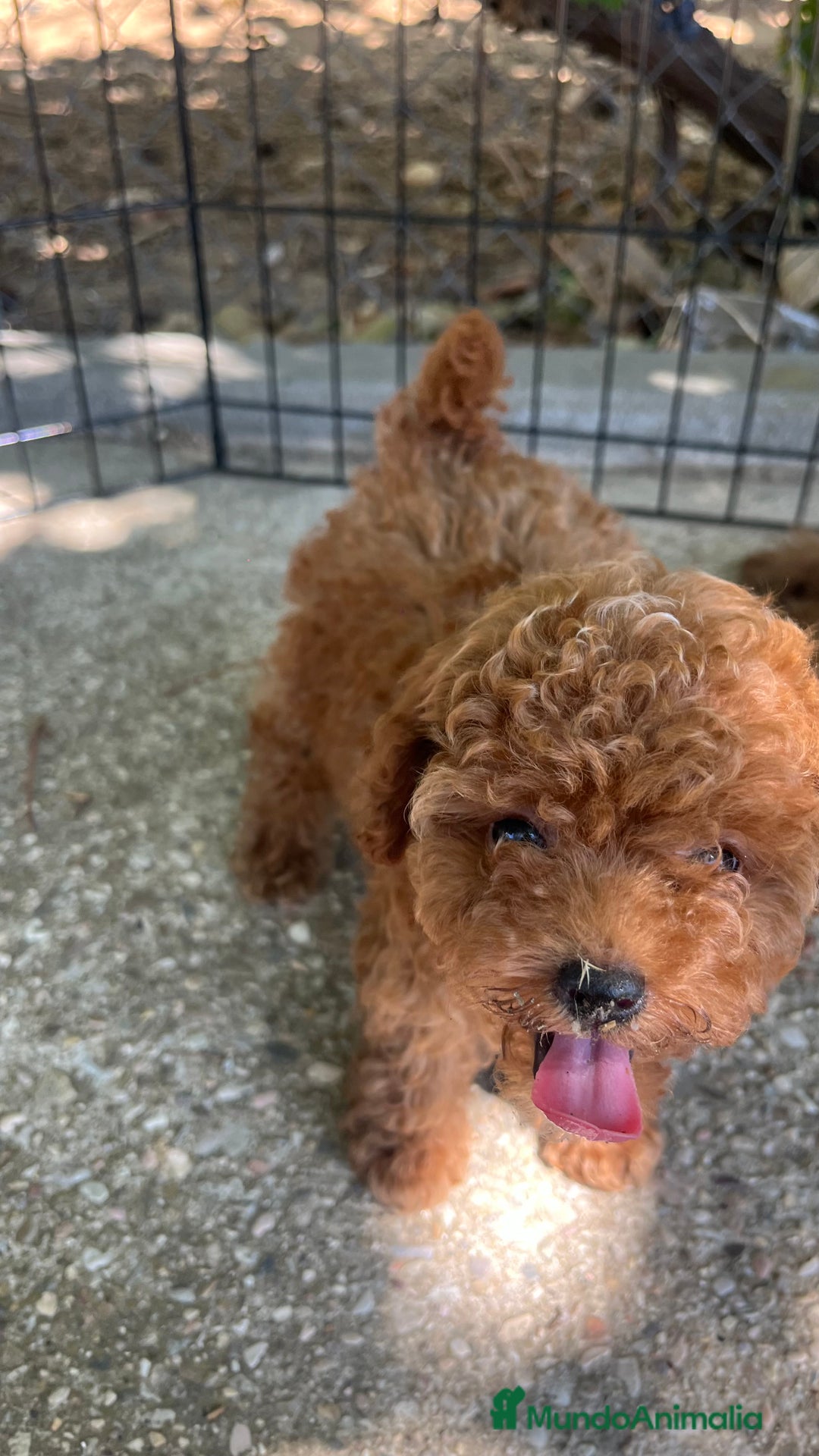 Caniche Toy perros en venta: Caniche toy  - Imagen 11