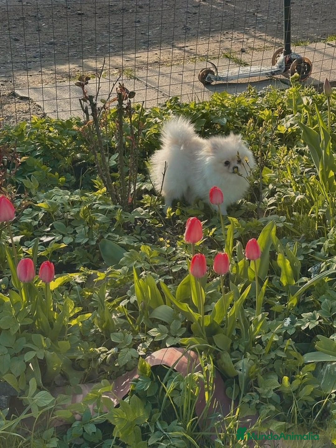 Pomerania perros en venta: Pomerania y selección de belleza  🩷 - Imagen 3