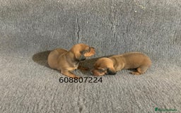Teckel perros en venta: Cachorros Teckel Standard - Imagen 7