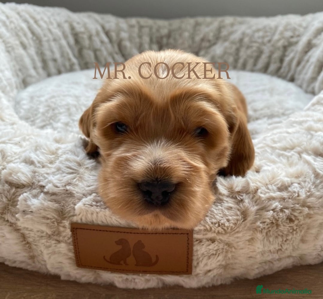 Cocker Spaniel Inglés perros en venta: CACHORRO COCKER SPANIEL INGLÉS  - Anuncio 3