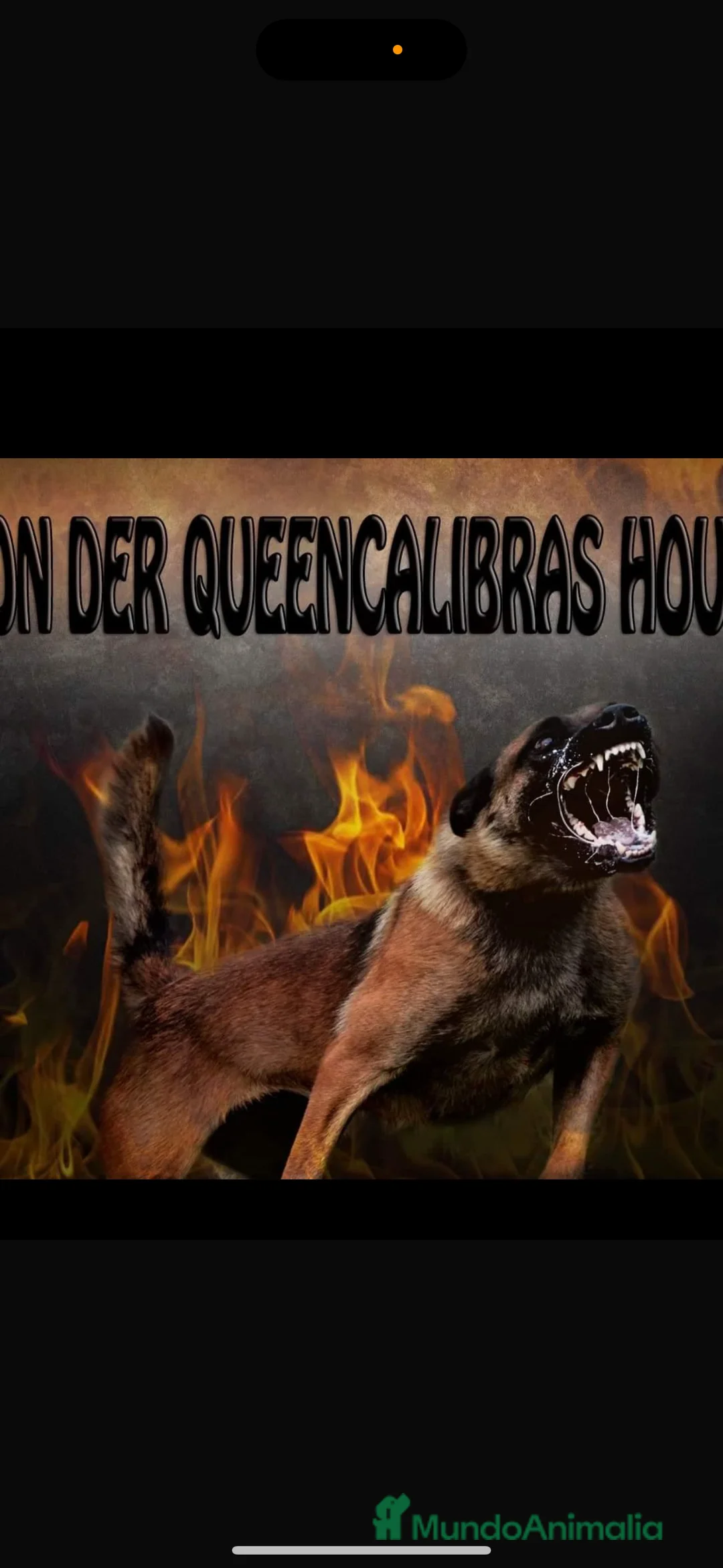 Pastor Belga Malinois perros en venta: Cachorros de Malinois carbonados  - Anuncio 7