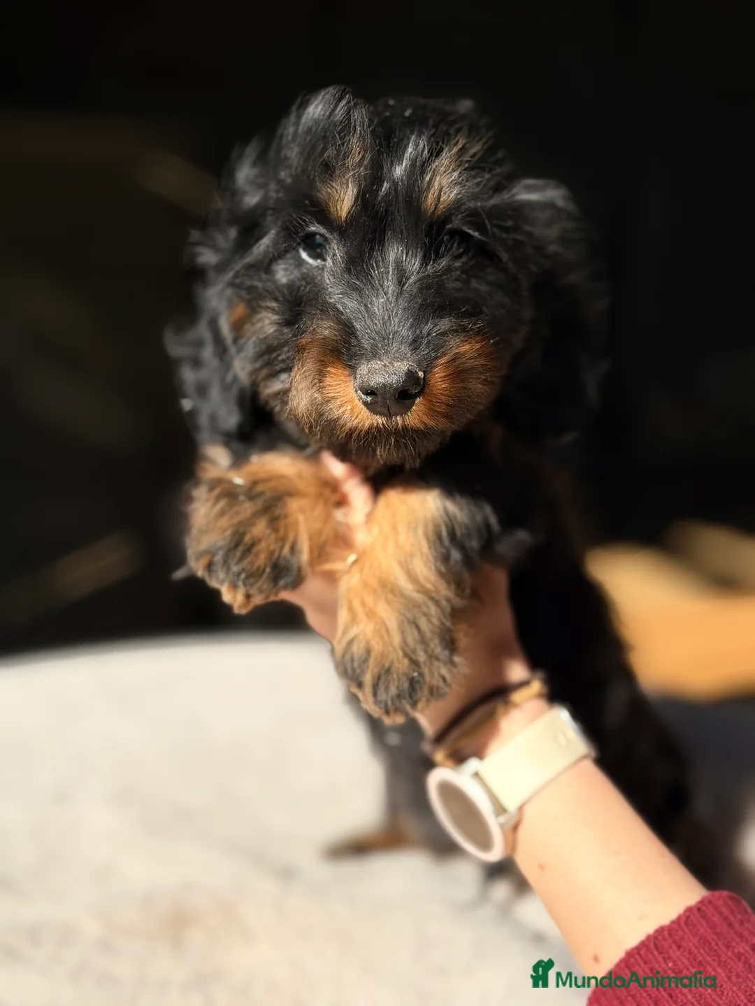 Teckel Miniatura perros en venta: Teckel pelo largo  - Anuncio 5