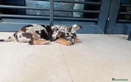 Chihuahua perros en venta: Chihuahua macho  - Imagen 2