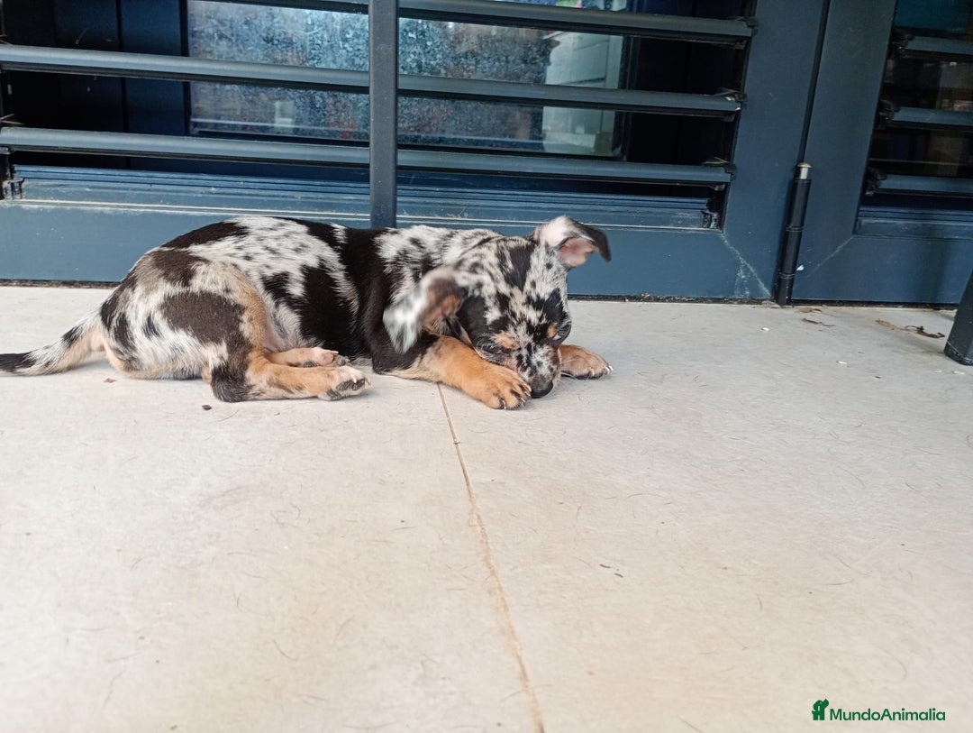 Chihuahua perros en venta: Chihuahua macho  - Imagen 2