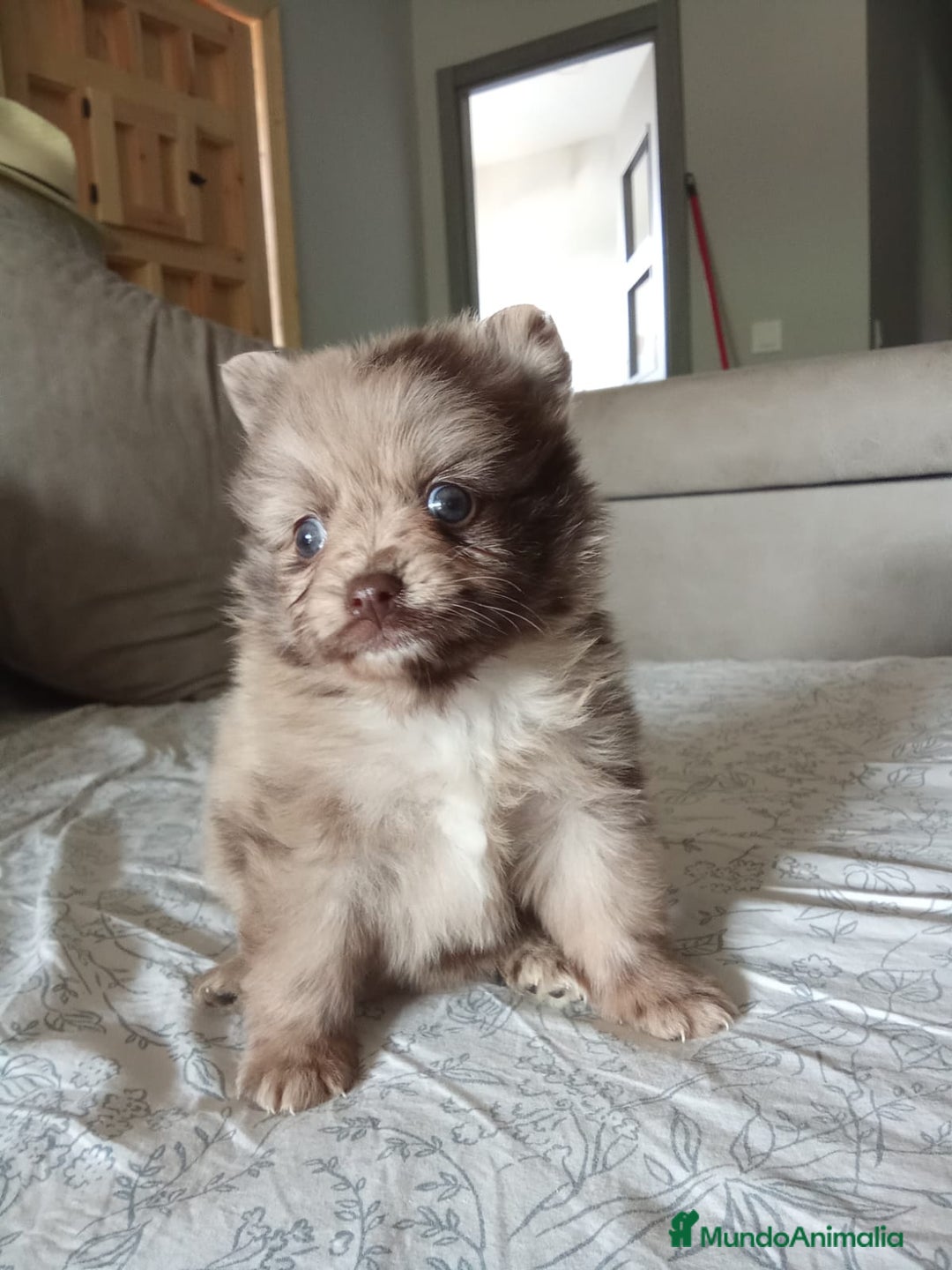 Pomerania perros en venta: Pomerania toys  - Imagen 3