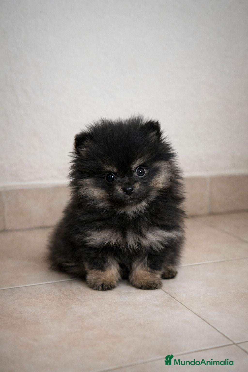 Pomerania perros Pomerania Black & Tan — Macho y Hembra” - Anuncio 35