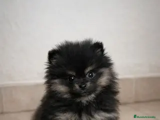 Pomerania perros Pomerania Black & Tan — Macho y Hembra” - Anuncio 35