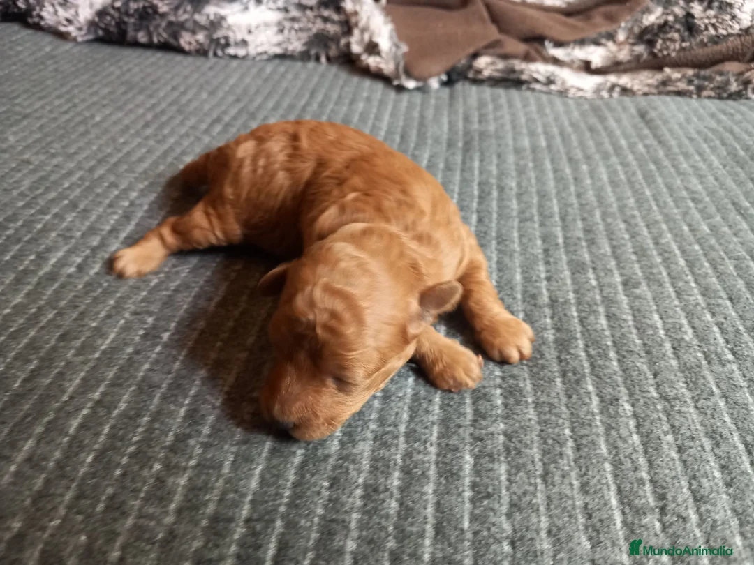 Caniche Toy perros en venta: Poodle Caniche toy rojo cachorro. - Anuncio 7