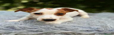 Jack Russell Terrier 1