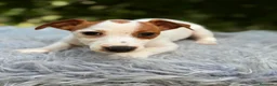 Jack Russell Terrier perros en venta: JACK RUSSELL - Anuncio 1