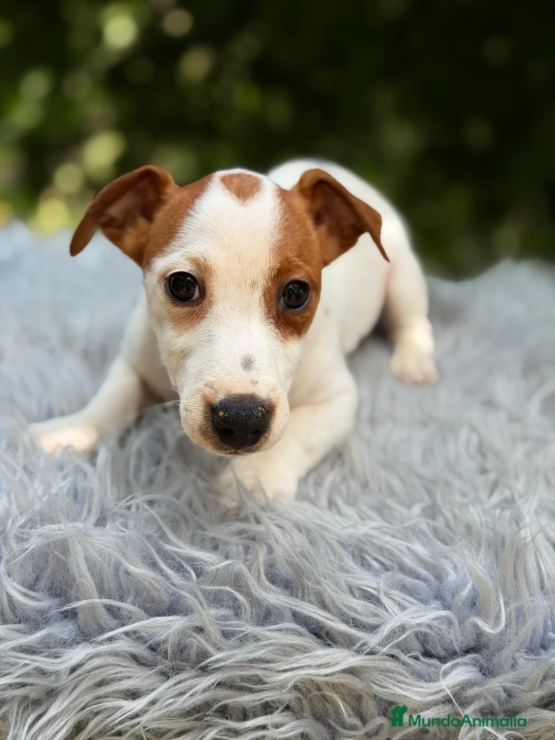 Jack Russell Terrier perros en venta: JACK RUSSELL - Anuncio 1