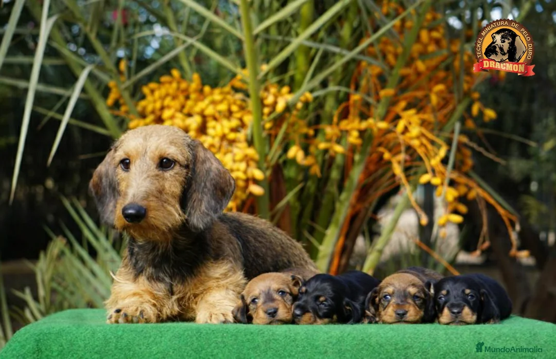 Imagen de galería {{count}}