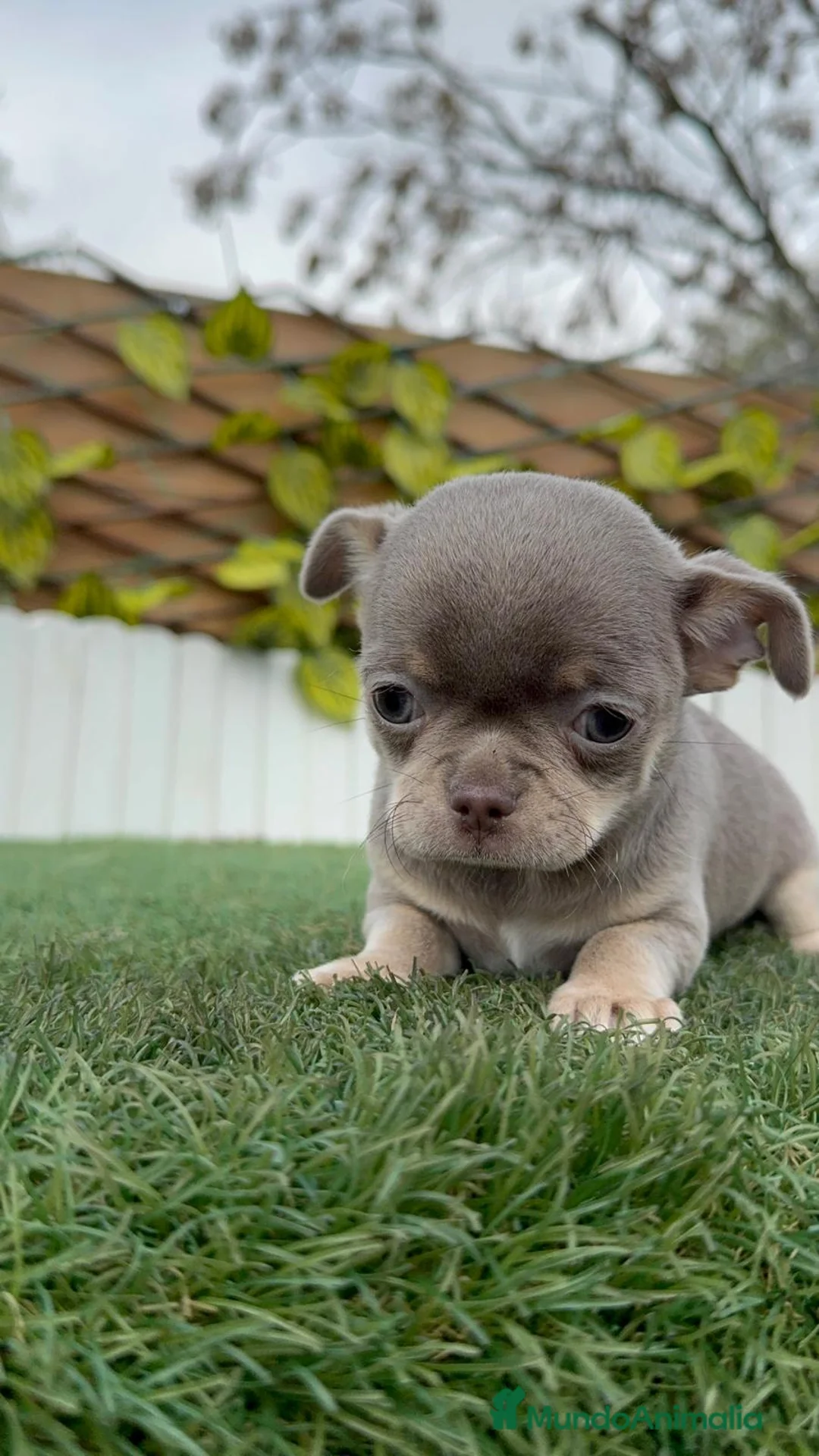 Chihuahua perros en venta: CHIHUAHUA LILAC AND TAN - Anuncio 5