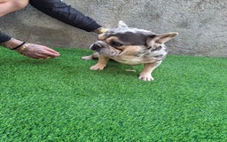 Bulldog Francés perros para monta: PRECIOSO BULLDOG FRANCES MERLE - Imagen 2