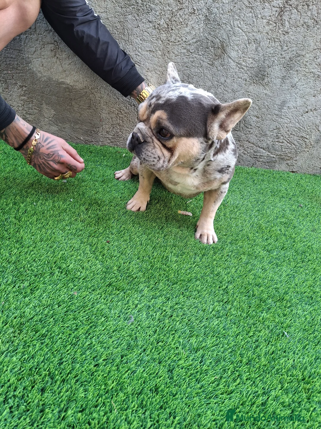 Bulldog Francés perros para monta: PRECIOSO BULLDOG FRANCES MERLE - Anuncio 2
